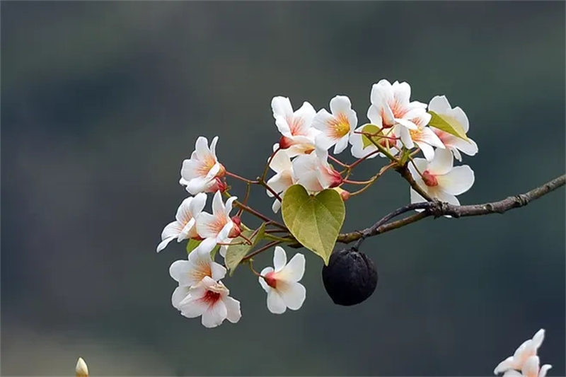 清明节︱缅怀过去，珍惜当下！