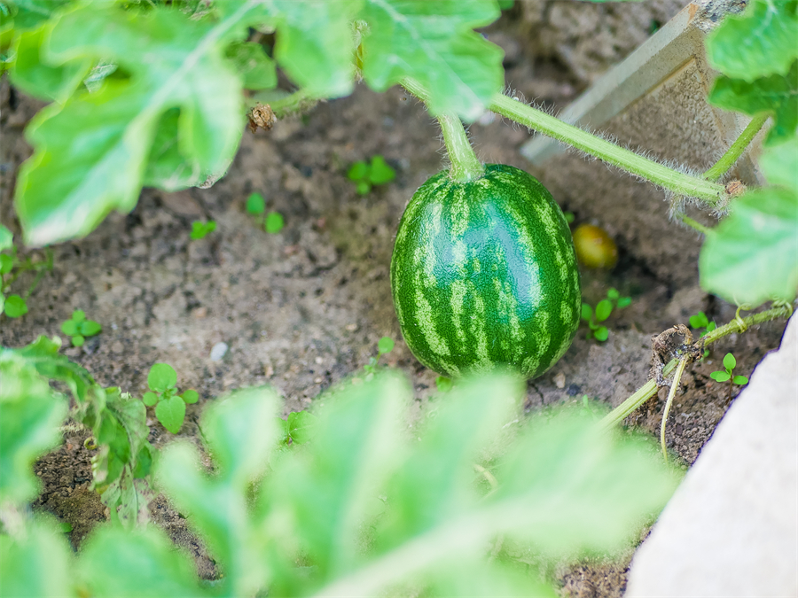 立夏节气︱盼夏来迎暑，万物发生机