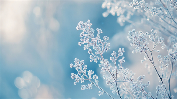 霜降节气︱初霜凝而秋渐远